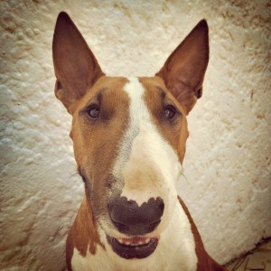 Joziane la bull terrier