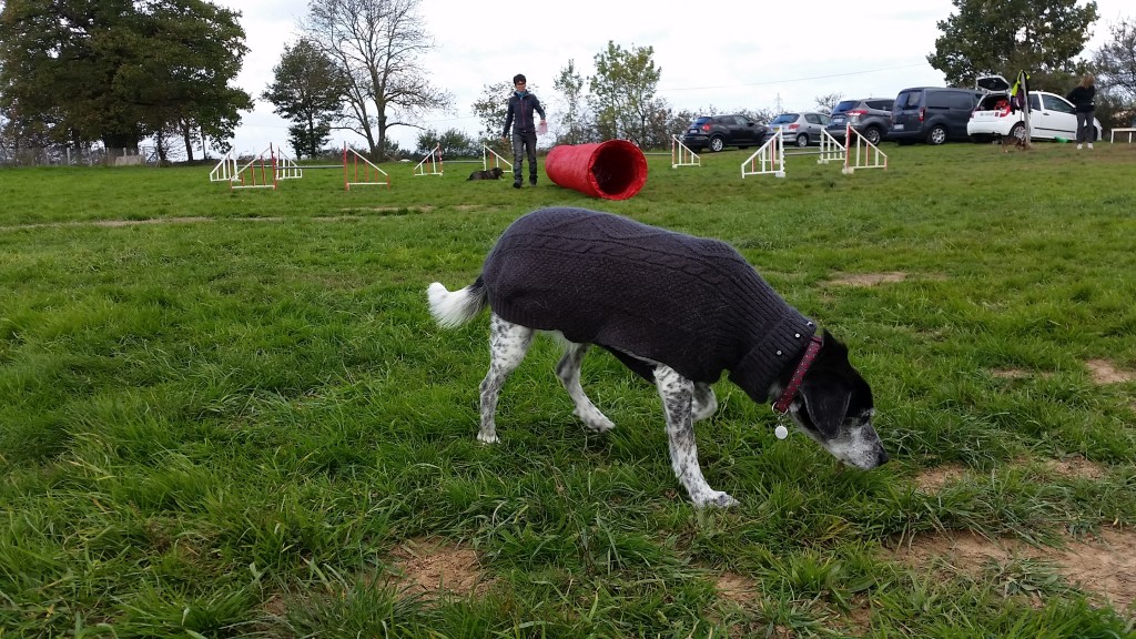 Pull pour chien Wind