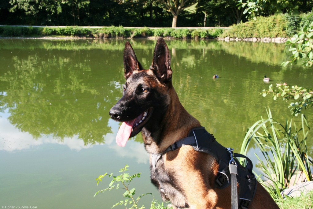 Lord of City Dream's, Berger Belge Malinois de 7 mois