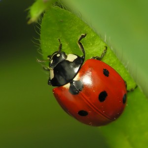 La coccinelle est l'auxiliaire de jardin le plus célèbre !