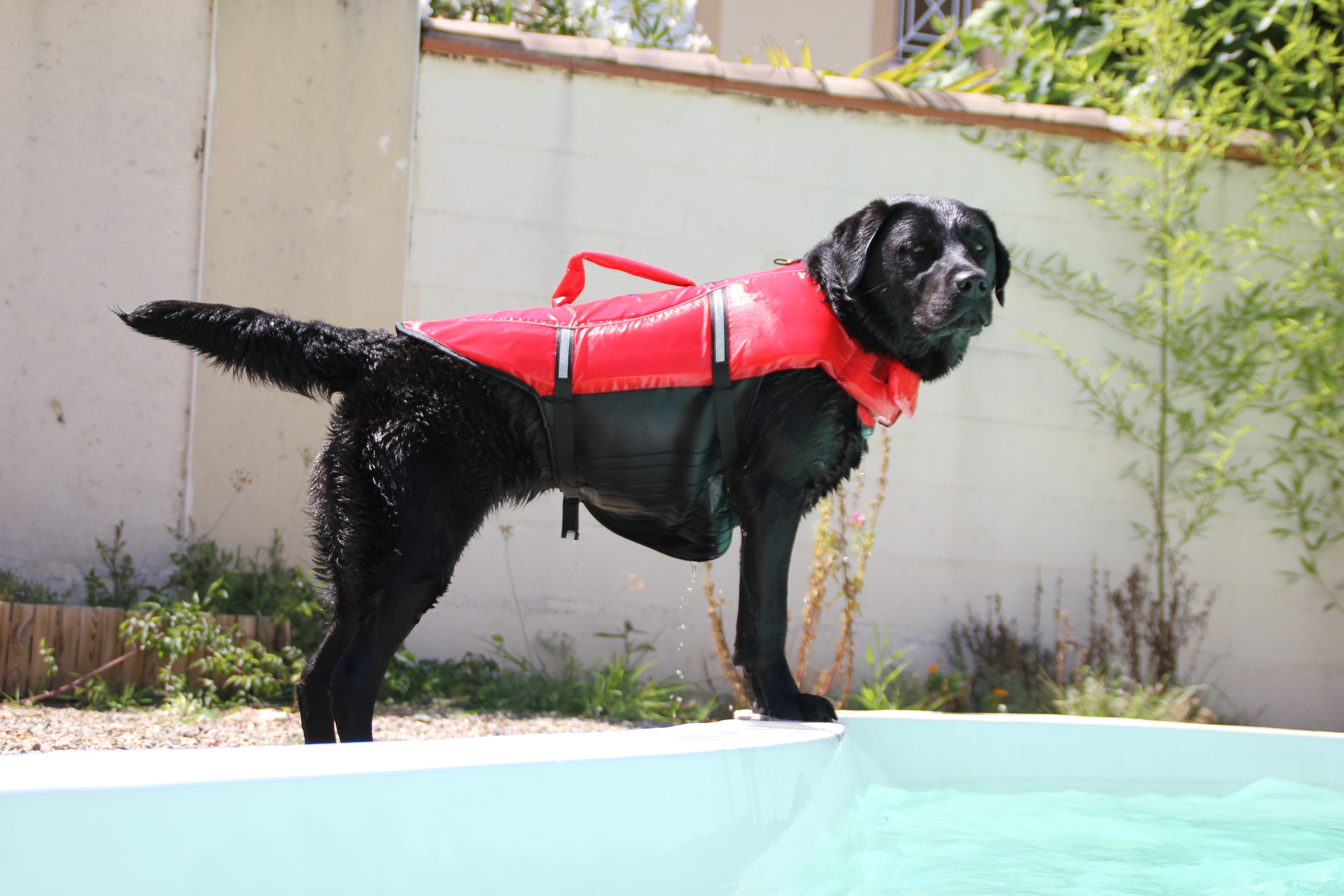 gilet de sauvetage pour chien trixie