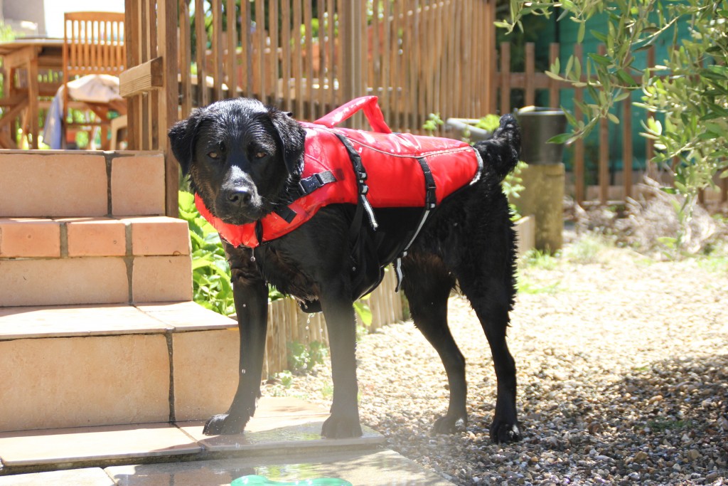 gilet de sauvetage pour chien Trixie