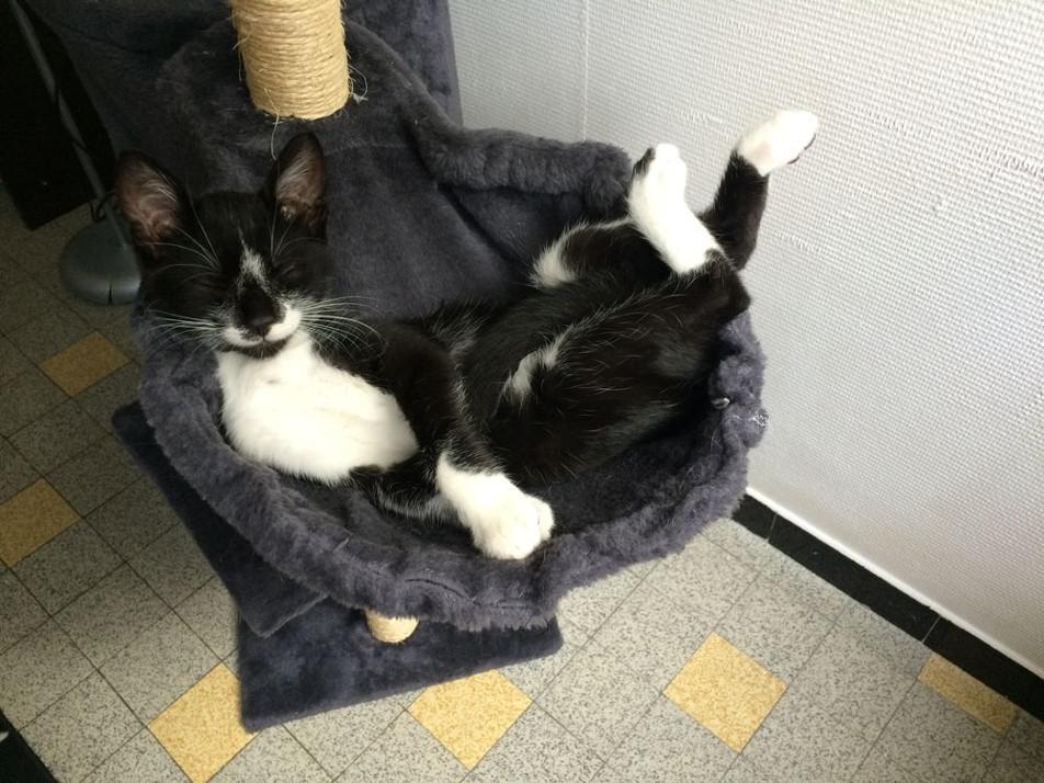 Concours photos chaton