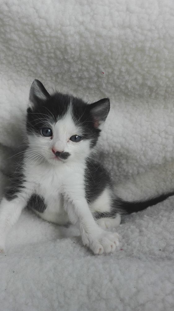 Concours photos chaton