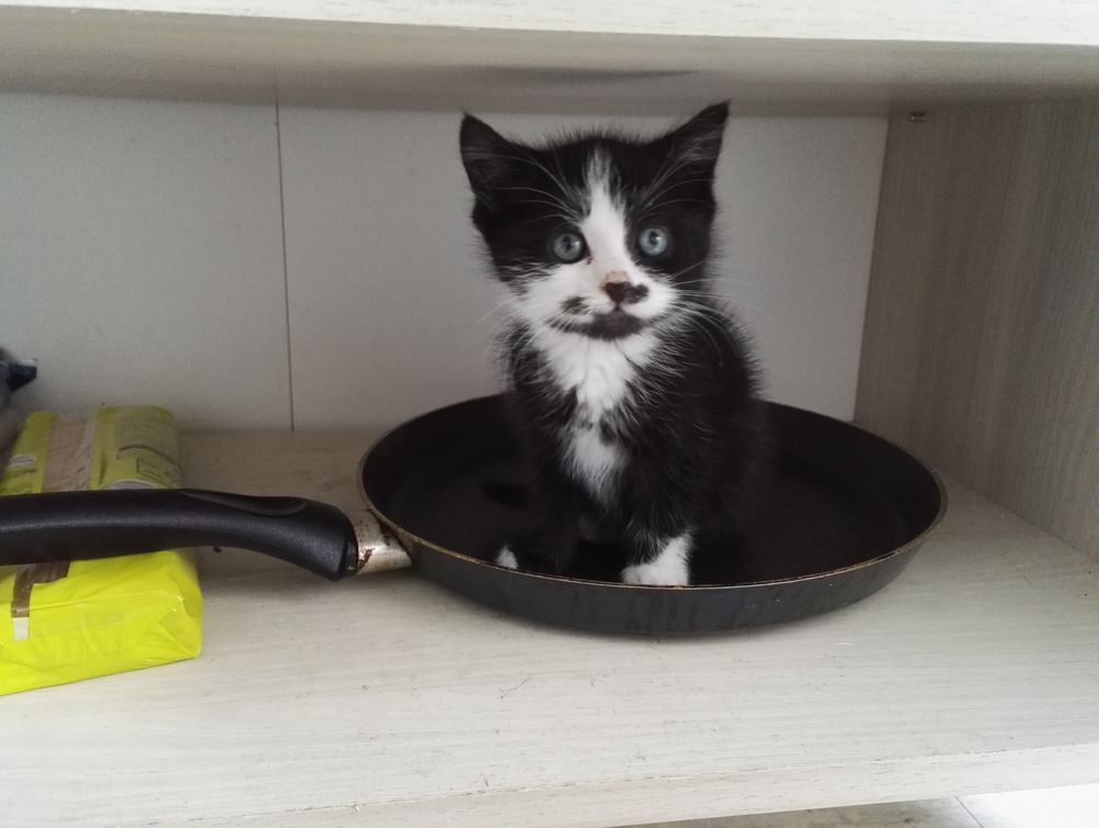 Concours photos chaton
