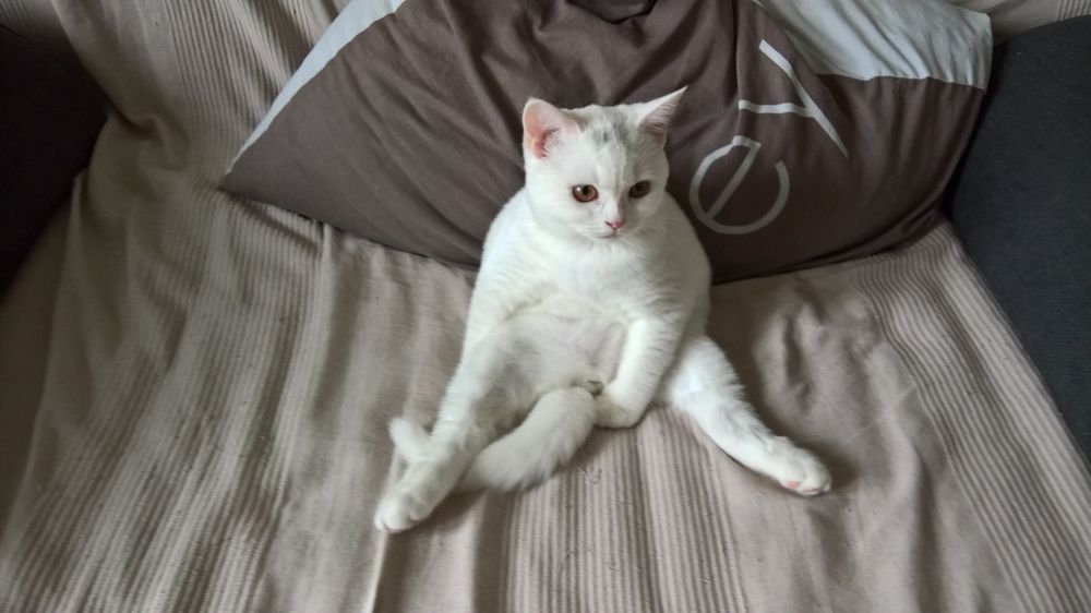 Concours photos chaton