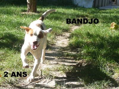 Bandjo