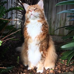 Omar the world tallest Main Coon