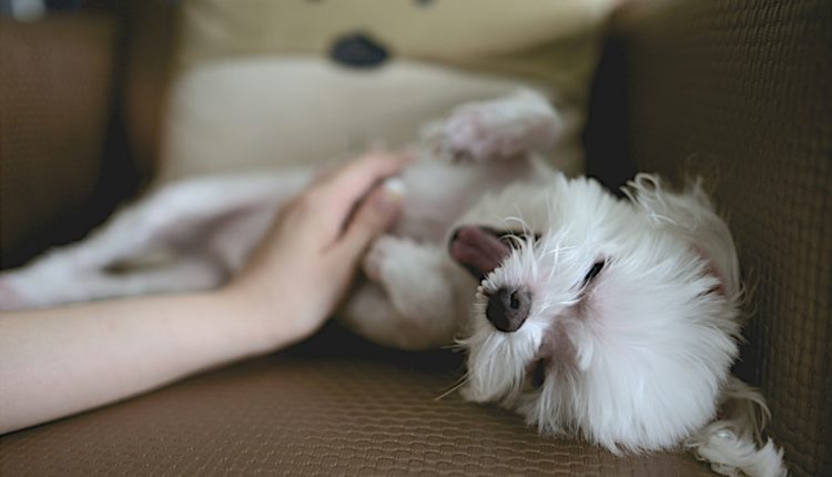 Un chien se fait caresser