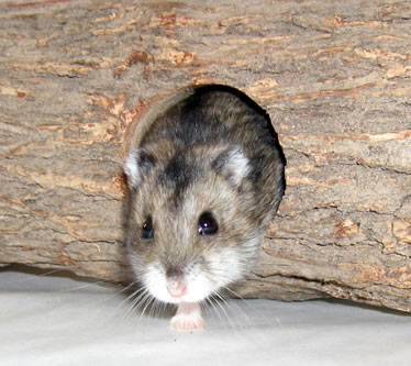 Hamster Gouby notre mascotte