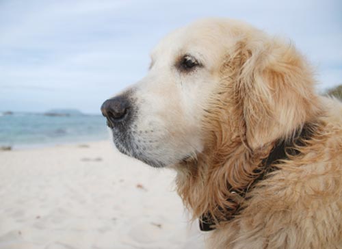 votre chien à la plage