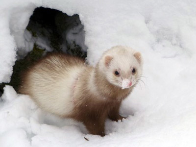 Vos animaux dans la neige