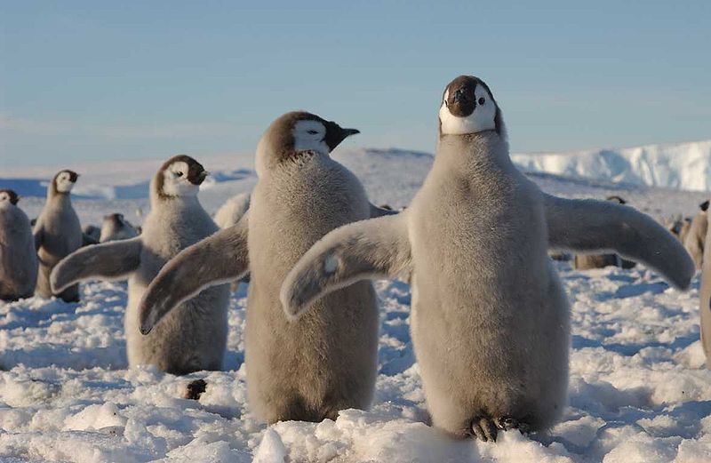 animaux polaires