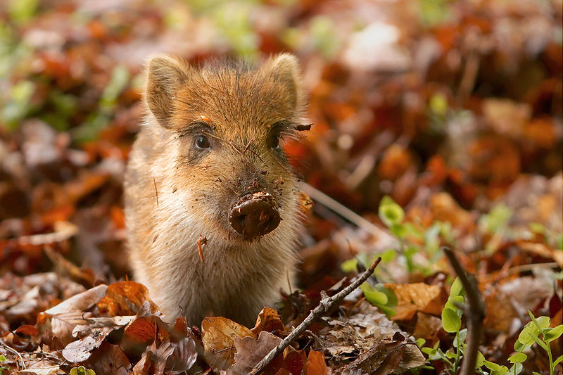 questionnaire animaux forêt