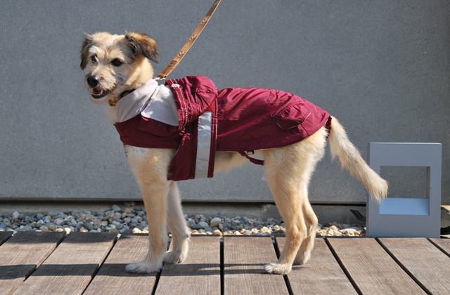 vêtement pour chien