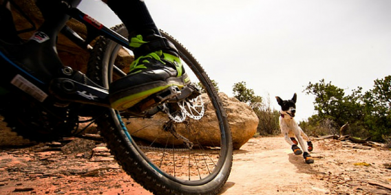 Bike-jöring