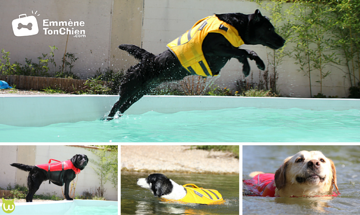 Quel Gilet De Sauvetage Pour Mon Chien Wanimobuzz