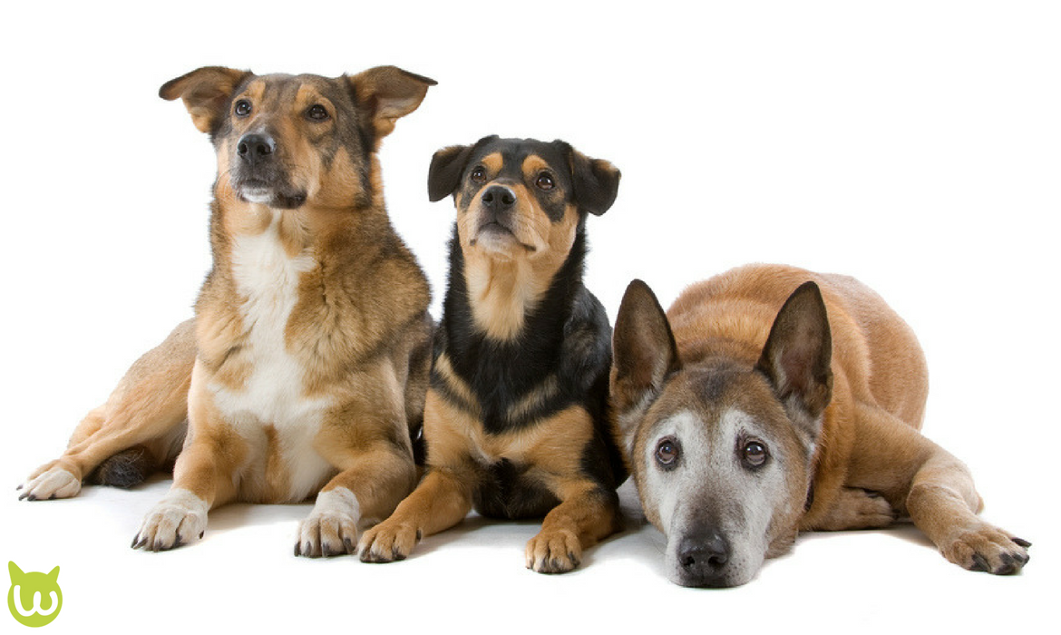 Faire un test ADN et découvrir la race de son chien – Borderliner