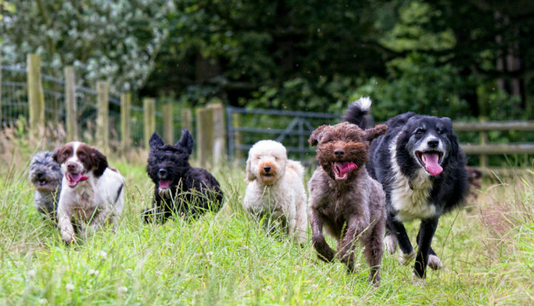 chiens qui jouent dans la nature
