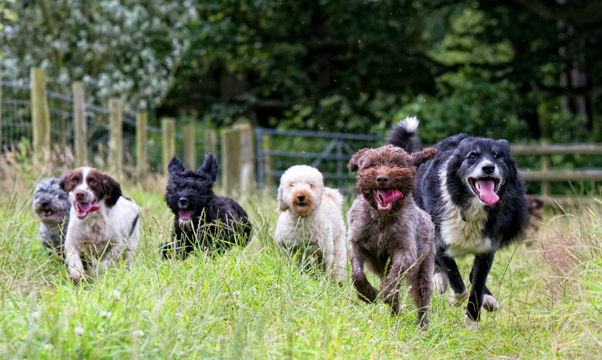 chiens qui jouent dans la nature