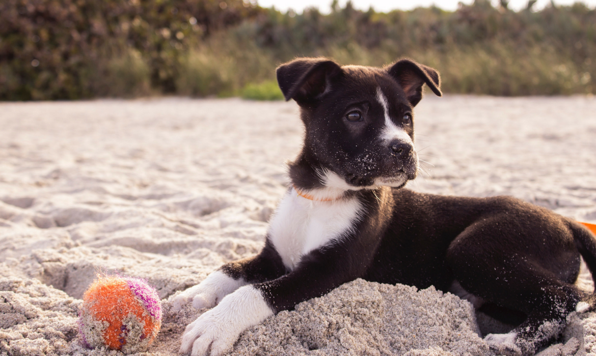 Chien sur la plage