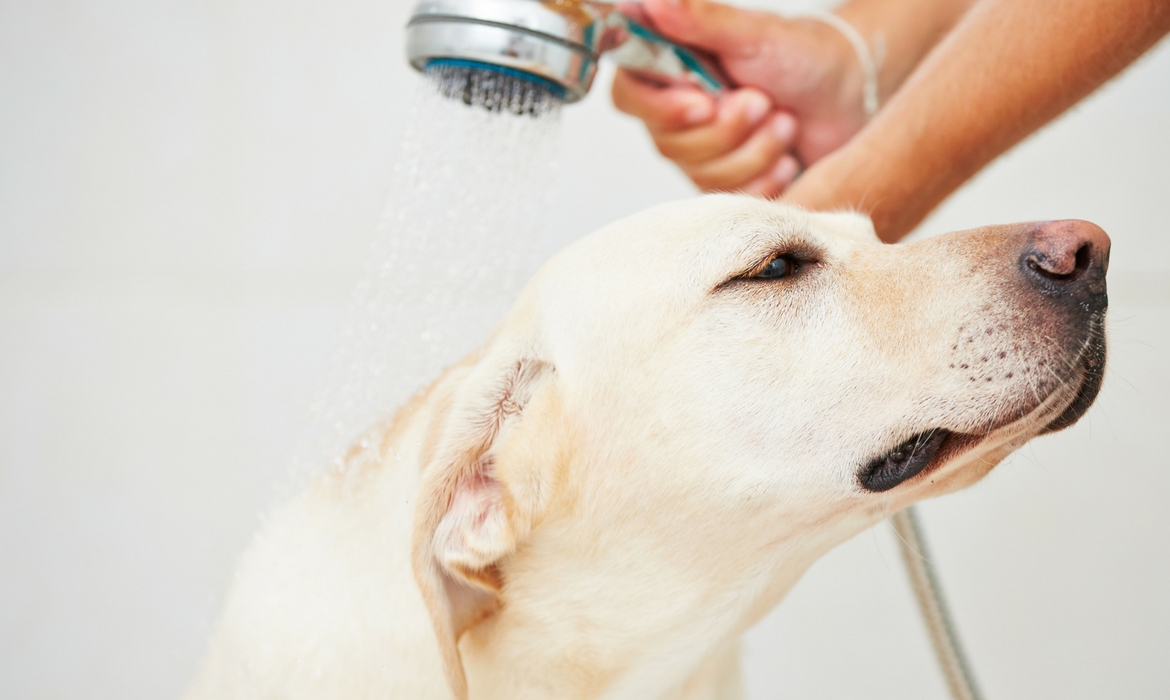 Chien au bain