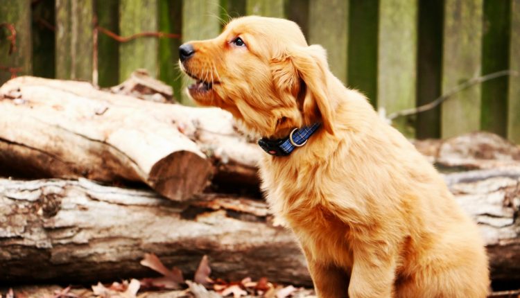 Chien aboyant dans la foret
