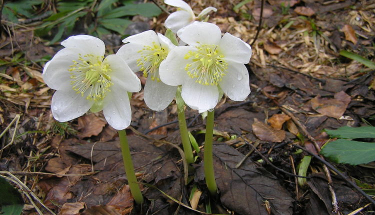 Plantes toxiques