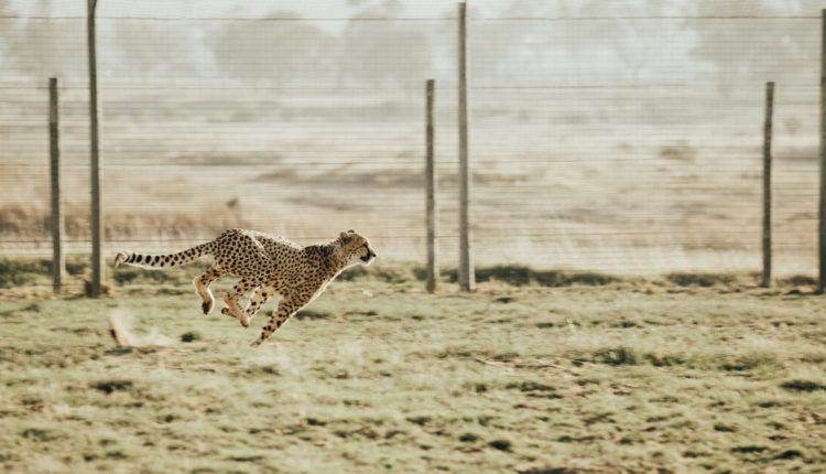 Guépard en pleine course