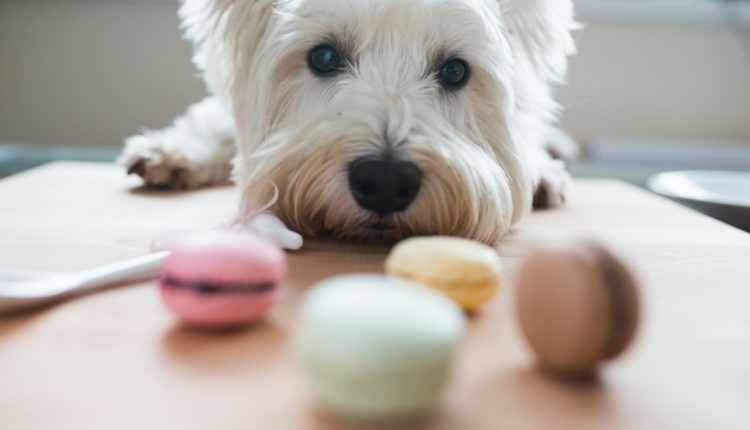 Chien devant macarons