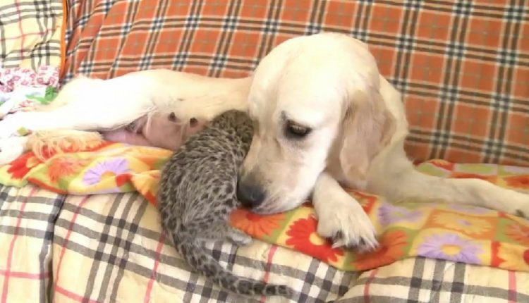Golden sauve un leopardeau