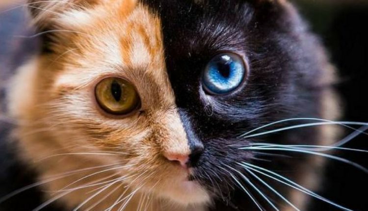 Quimera, le chat à deux faces