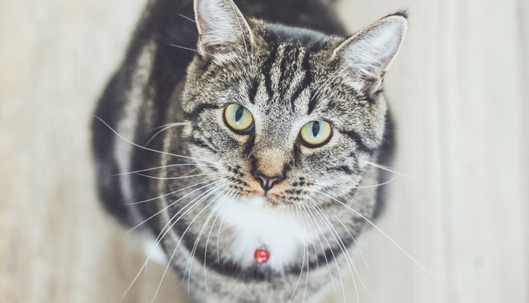 Chat qui demande une friandise