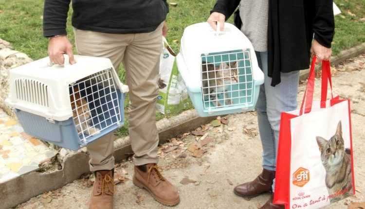 Carotte et Maïa adoptés