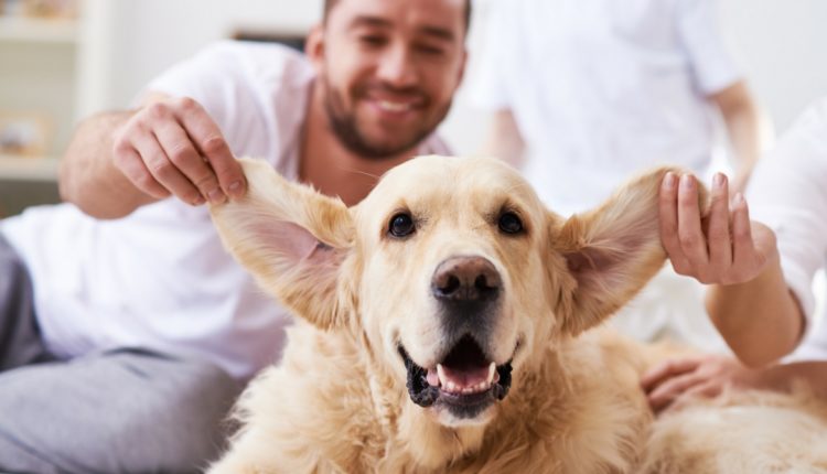 Chien oreilles en l'air