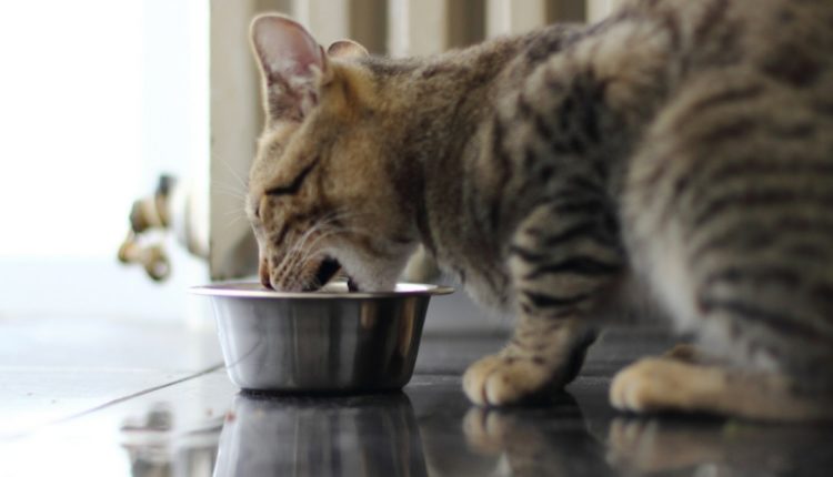 repas de noel pour chat