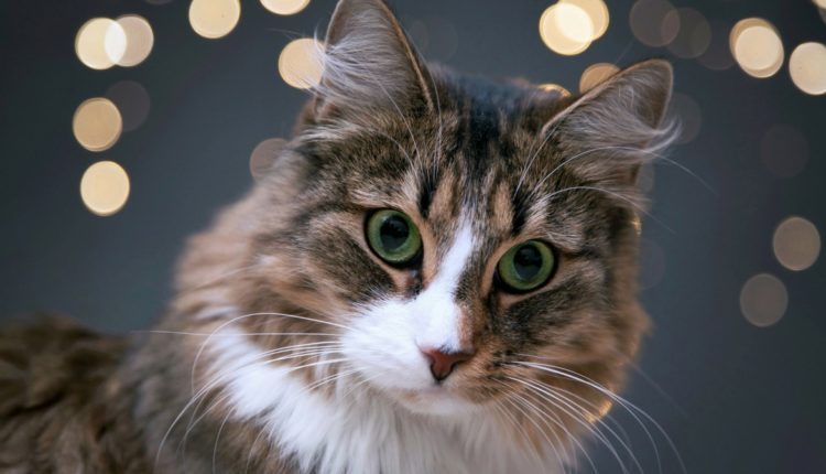 Chat avec bokeh en fond