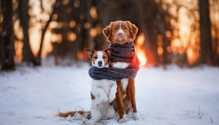 deux chiens dans la neige