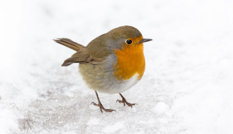 Robin, Erithacus rubecula in snow