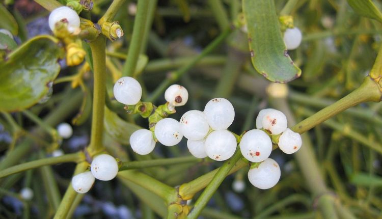 Plantes toxiques