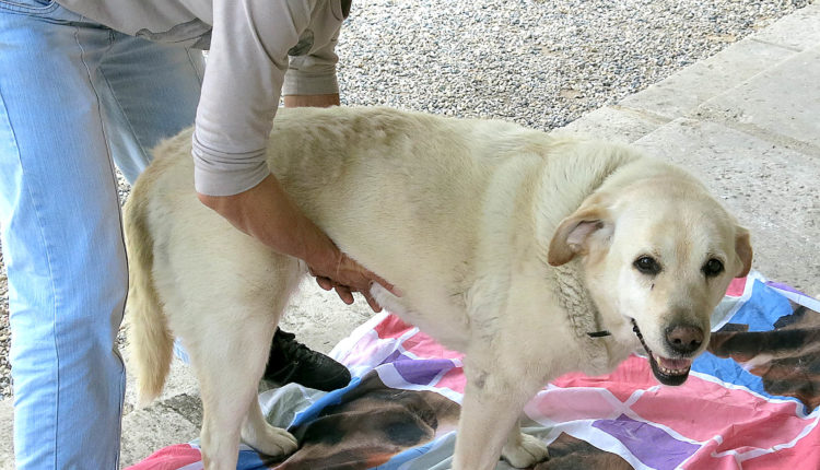 Massage d'un vieux chien