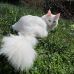 Chat Angora