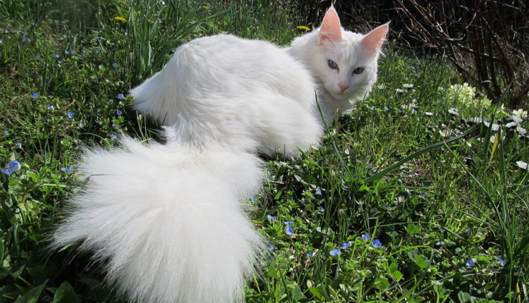 Chat Angora