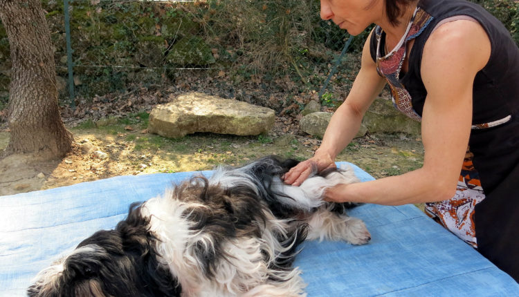 Massage chien en extérieur