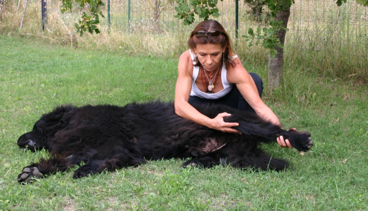 Massage d'un grand chien extérieur