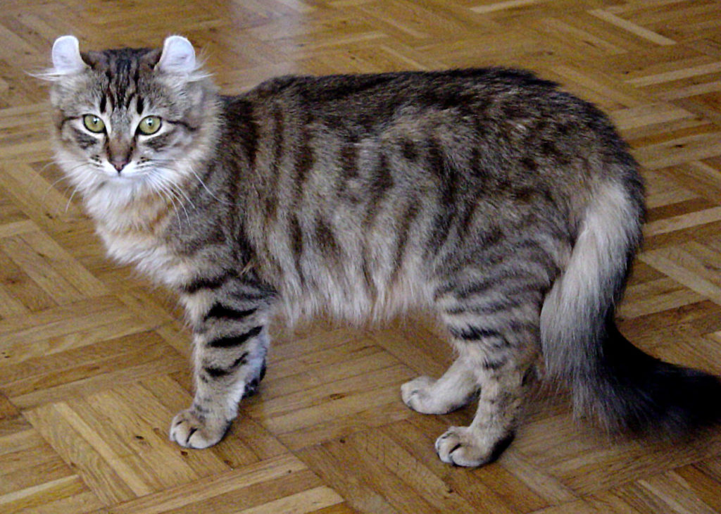 Les Differentes Races De Chats Wanimobuzz