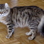 American curl - Wikipedia