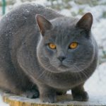 Chartreux - Wikipedia