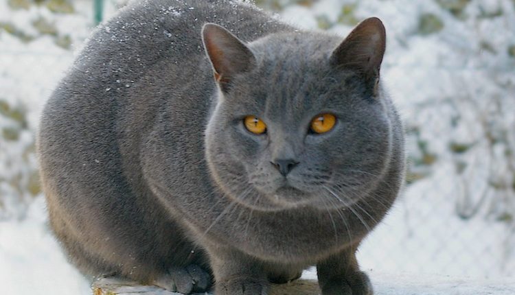 Chartreux