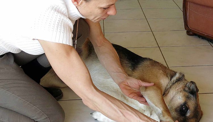 Massage chien